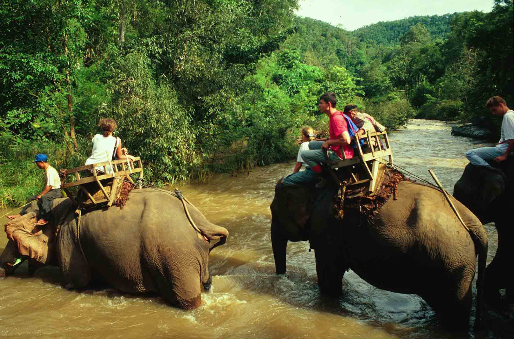elefanti-tour